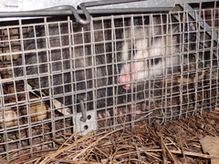 Didelphis virginiana