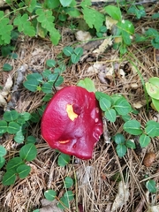 Exsudoporus frostii