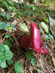 Exsudoporus frostii