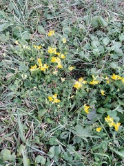 Lotus corniculatus