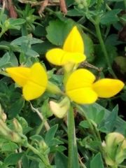 Lotus corniculatus