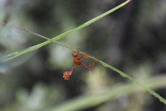 Ammophila wrightii