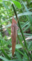 Neoconocephalus nebrascensis