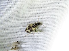 Tetragonoderus fasciatus