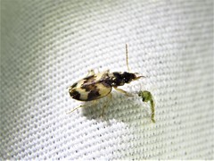 Tetragonoderus fasciatus