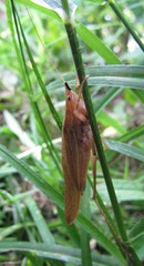 Neoconocephalus nebrascensis