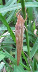 Neoconocephalus nebrascensis