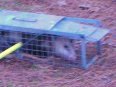 Didelphis virginiana