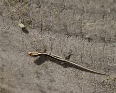 Cryptoblepharus