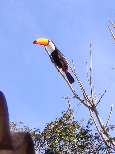 Toco Toucan