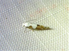 Mompha circumscriptella