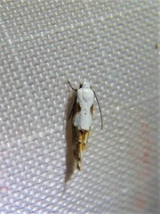 Mompha circumscriptella