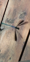 Calopteryx maculata