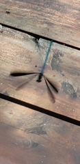 Calopteryx maculata