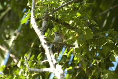 Uropsila leucogastra