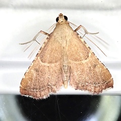 Endotricha flammealis