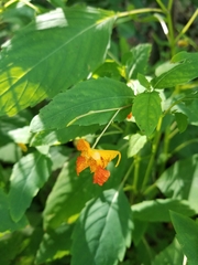 Impatiens capensis