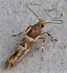 Anatrachyntis rileyi
