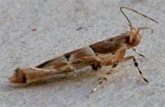 Anatrachyntis rileyi