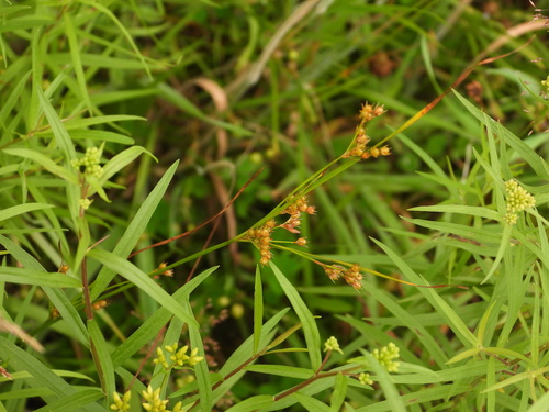 Juncus dudleyi iNat (3)