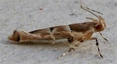 Anatrachyntis rileyi