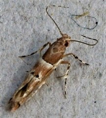 Anatrachyntis rileyi
