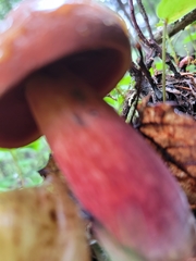 Boletus carminiporus