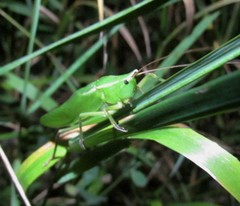 Neoconocephalus nebrascensis