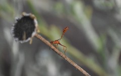 Ammophila wrightii