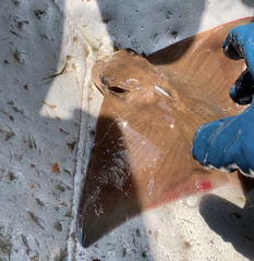 Myliobatis freminvillei