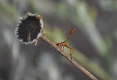 Ammophila wrightii