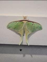 Actias truncatipennis