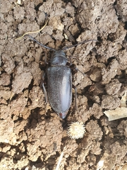 Prionus besikanus