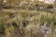 Cliffortia acanthophylla