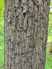 Gymnocladus dioicus