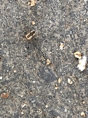 Mitopus morio