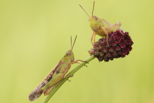 Slender Green-winged Grasshopper