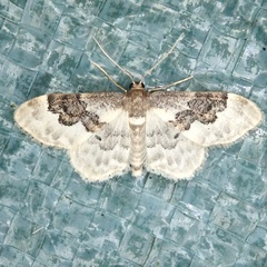 Idaea rusticata