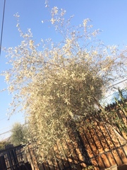 Aloysia looseri