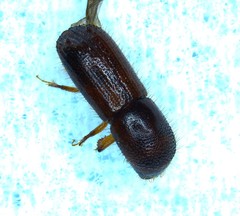 Xyleborus bispinatus