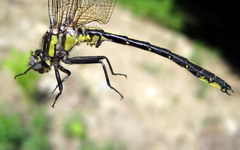 Phanogomphus descriptus