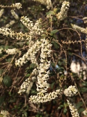 Aloysia looseri