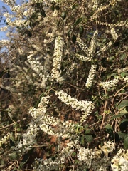 Aloysia looseri
