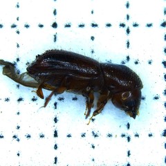 Xyleborus bispinatus