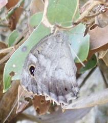 Hipparchia statilinus