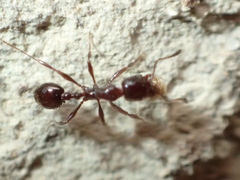 Chelaner antarcticus