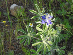 Lupinus pilosus