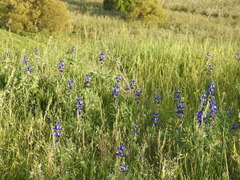 Lupinus pilosus