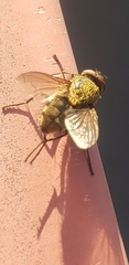 Muscidae