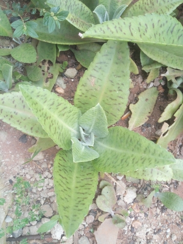 Kalanchoe gastonis-bonnieri